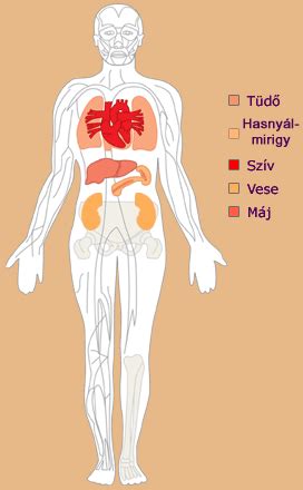 Az emberi vesék elhelyezkedése és anatómiája