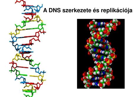 A DNS szerkezete és a kromatin állomány