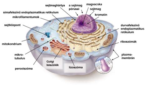 A sejt szekréciós útvonalai és a Golgi-komplex működése