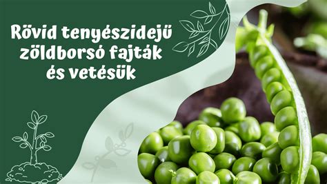 A zöldborsó bevezetésének időzítése