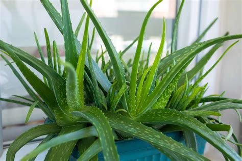 Aloe vera növény és részei