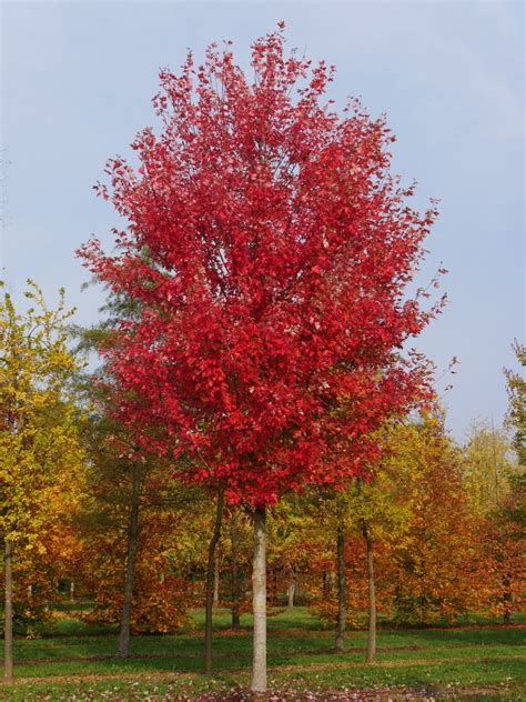Autumn Blaze juhar őszi lombszínei