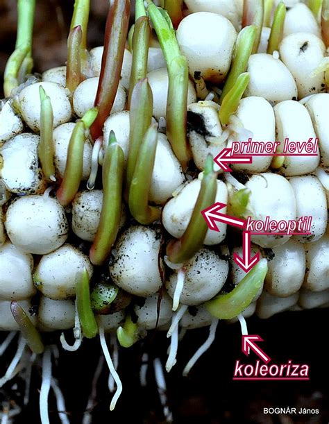 Kukorica szemtermés metszete a koleoptil és koleoriza ábrázolásával