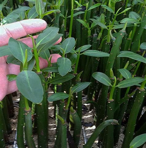 Mangrove magonc fejlődése az anyanövényen