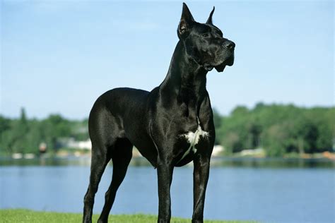 Német dog és gyerekek