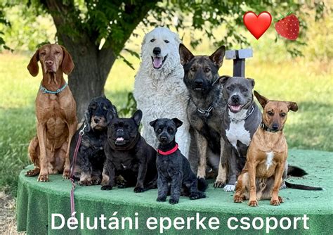 Egy kedves nagy állat (pl. kutya) emberi tulajdonságokkal
