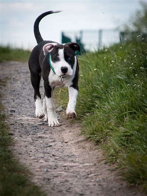 Az amerikai staffordshire terrier történelme infografika