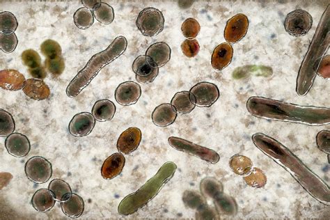 A Listeria baktérium terjedése és megelőzése