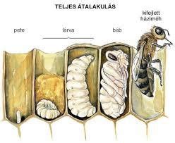 A méh fejlődési rendellenességeinek szemléltetése