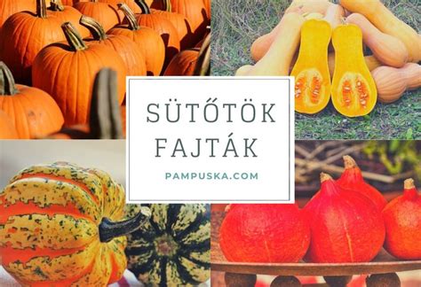 Sütőtök fajták és jellemzői