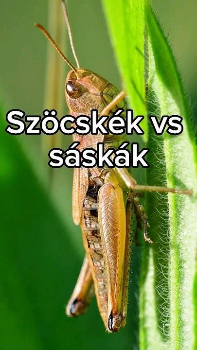 Sáskák és szöcskék élőhelyei az Alföldön