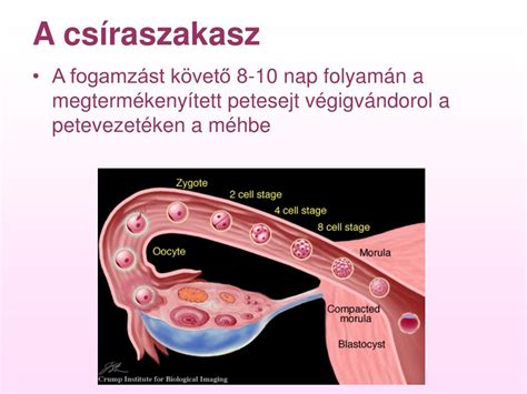 A petesejt fejlődésének szakaszai