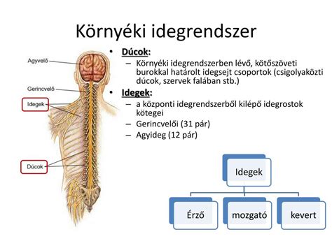 Az idegrendszer felépítése és működése