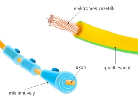A mielinhüvely szerepe az idegsejtek működésében