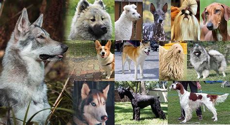 Különböző kutyafajták hidegtűrése