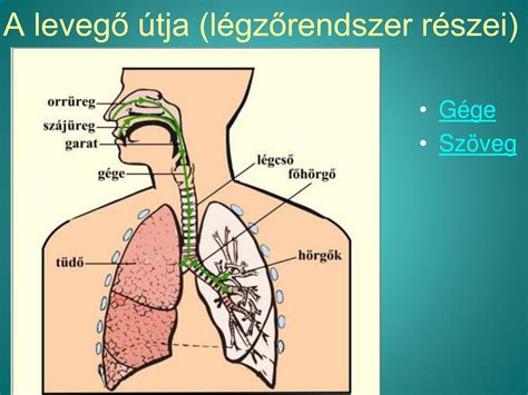 A légzőrendszer felépítése
