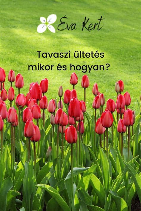 Anyabölcső és anyaálca méhpempőben