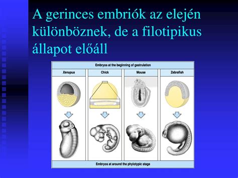 A gerinces embriók fejlődésének összehasonlítása