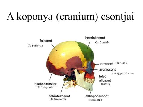 Az agykoponya csontjainak elhelyezkedése