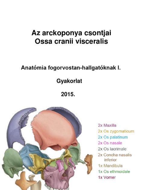 Az arckoponya csontjainak elhelyezkedése