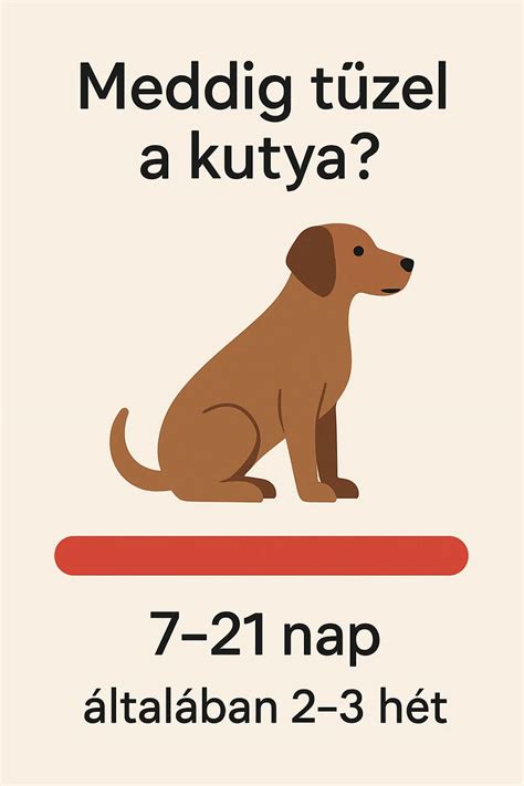 A kutya ivarzási ciklusának hormonális változásai