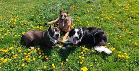 Kutya orrának lenyomata