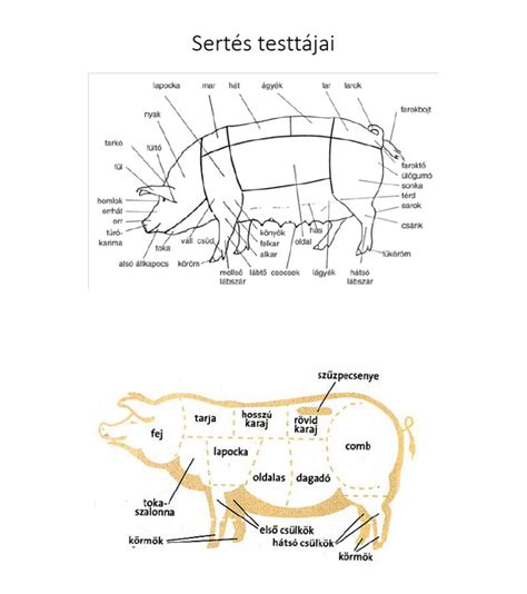 A 6 hónapos sertés testtájai
