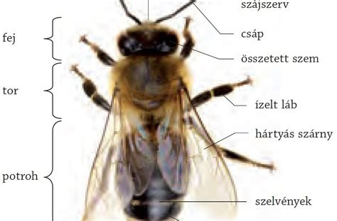 A méh anatómiája és fejlődése