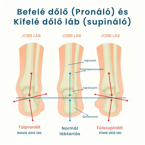 Infografika, amely bemutatja a pohártartó méreteit és terhelhetőségét