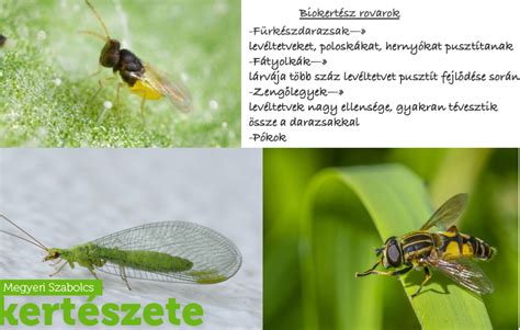 Különböző rovarok, amiket a sünök szívesen fogyasztanak
