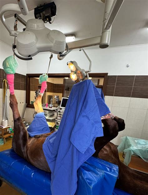 Kép egy ló mesterséges megtermékenyítéséről