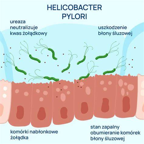 Infografika a Helicobacter pylori terjedési módjairól