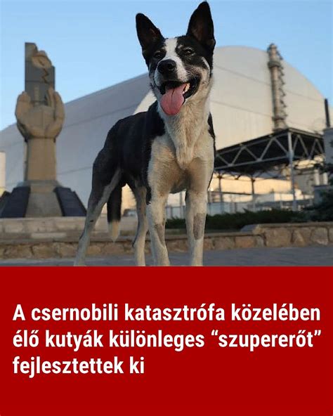 Biztonságos viselkedés kutyák közelében