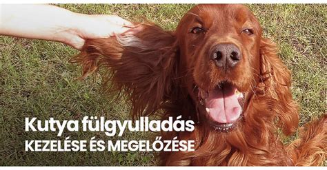 Kutyaharapás kezelése és megelőzése