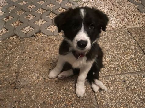 Kiskutya cumisüveggel