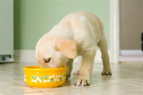 Kiskutya tálból eszik