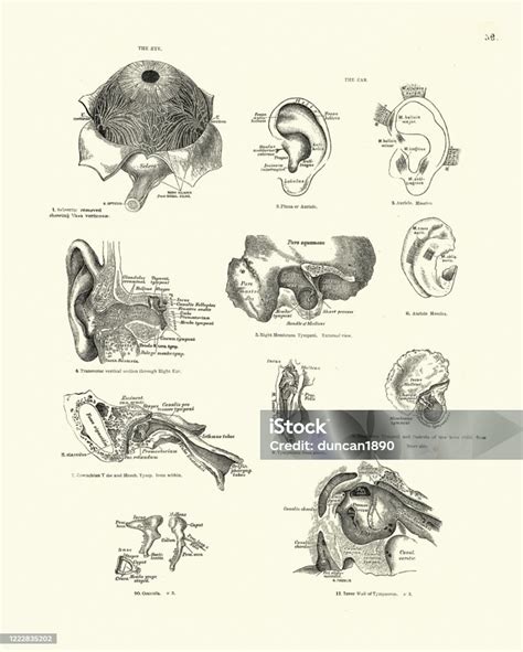 Anatómiai rajz a kislányok külső nemi szervéről, kiemelve a kisajkakat