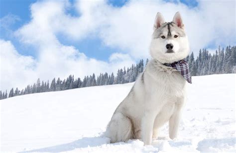 Szibériai husky falkában, hóban