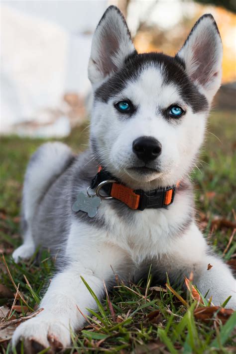 Husky egyedül a természetben