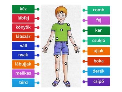 Emberi testrészek szimbolikus jelentései a közmondásokban