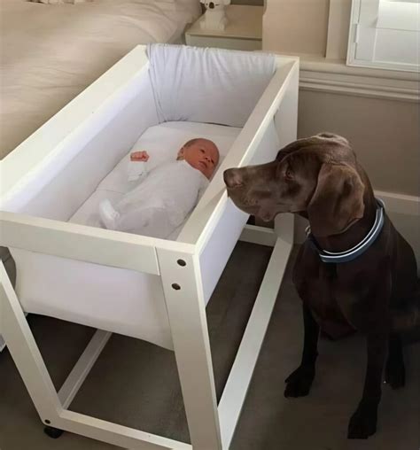 Kisbaba és kutya közt kialakult kötelék