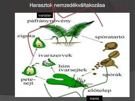 Sünök szaporodási ciklusa és a bébisünök fejlődése