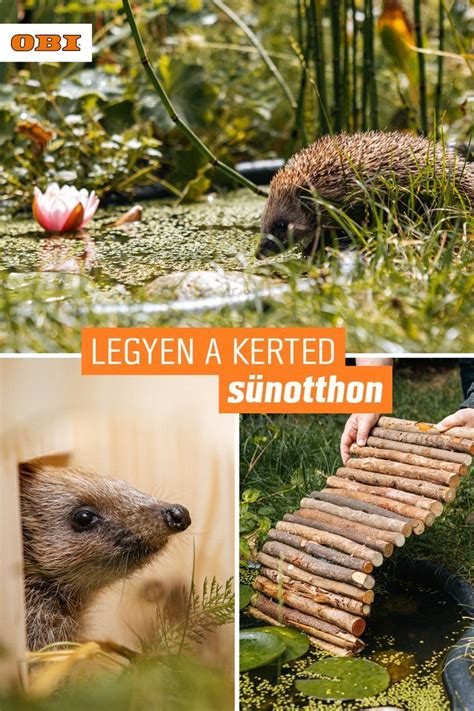 Sünbarát kert kialakítása tippek