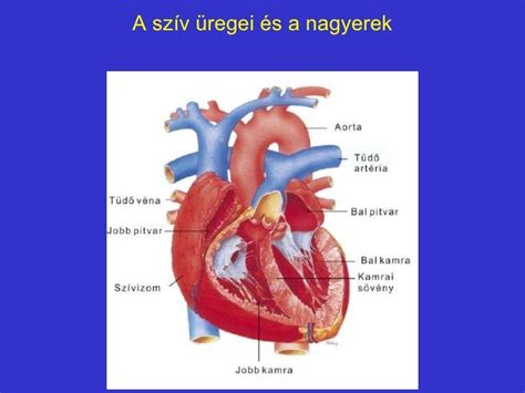 Az arcideg anatómiája és lefutása