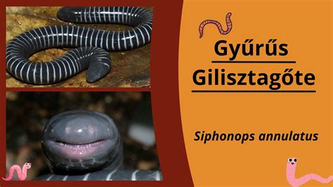 Gyűrűs gilisztagőte az utódaival