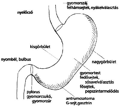 A gyomor anatómiája és a savas reflux
