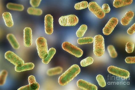 Helicobacter pylori baktérium mikroszkópos képe