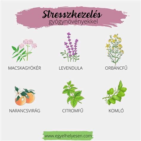A teakeverékben található gyógynövények infografikája