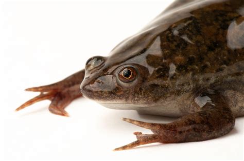 Xenopus laevis béka embriói
