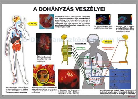 A lombikprogramban érintett szervek